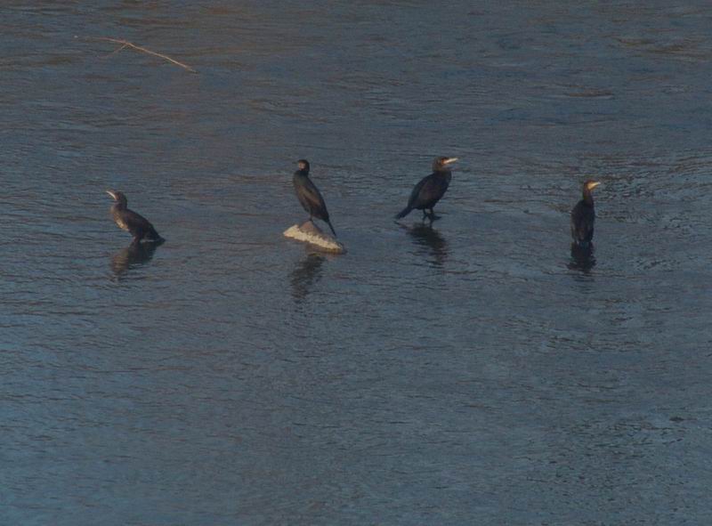 Phalacrocorax  carbo - Cormorano